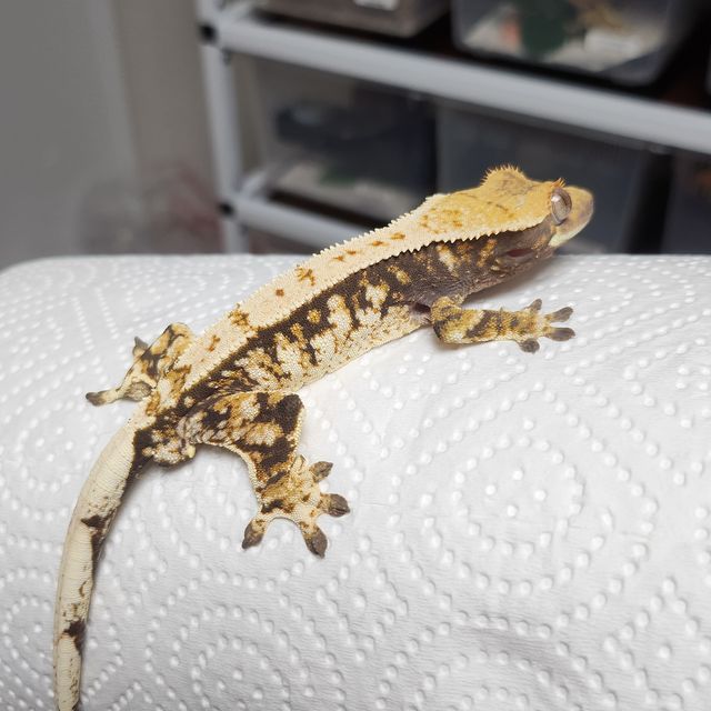 노멀 트라이 익스트림할리퀸 바브