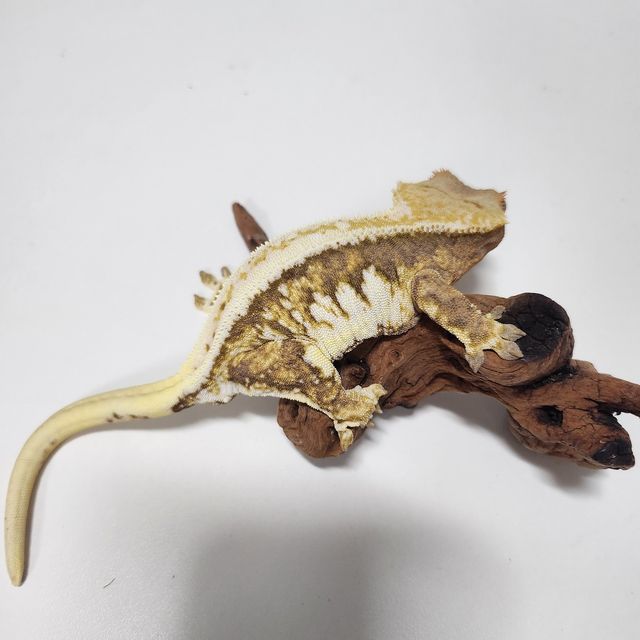 릴리화이트 트라이