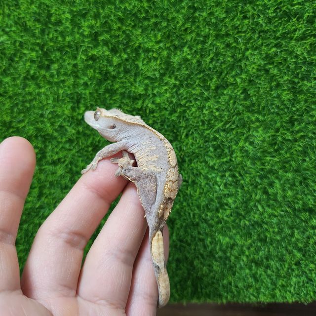 노멀
