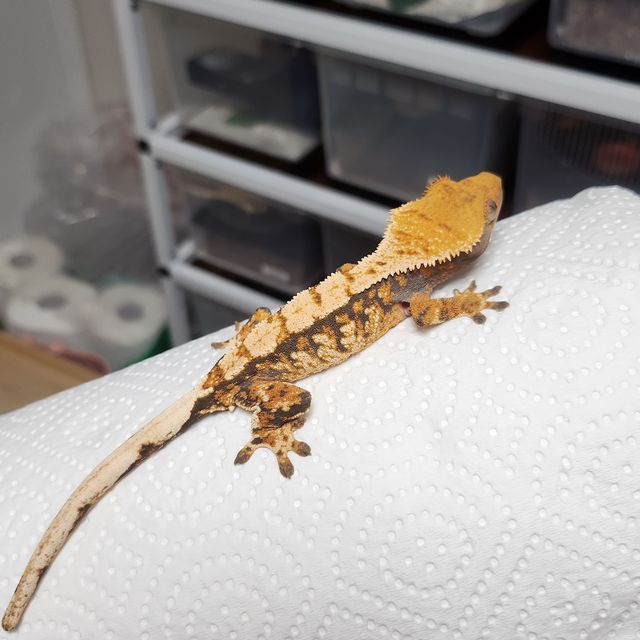 노멀 트라이 익스트림할리퀸 바브