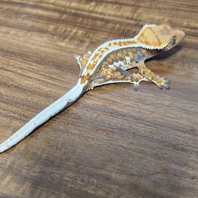 노멀 트라이 익스트림할리퀸 바브