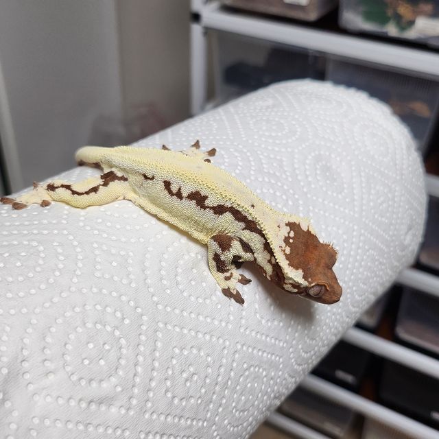 프라푸치노 카푸치노 릴리화이트