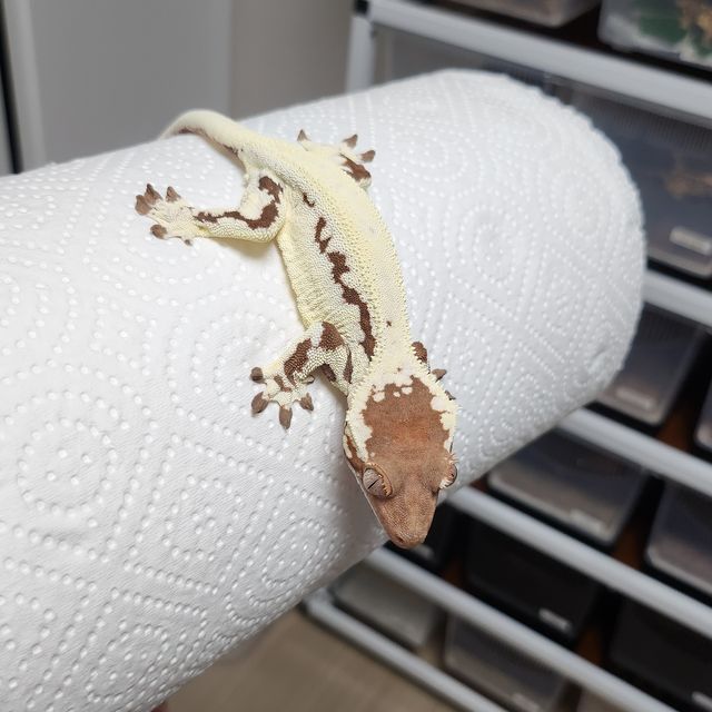 프라푸치노 카푸치노 릴리화이트