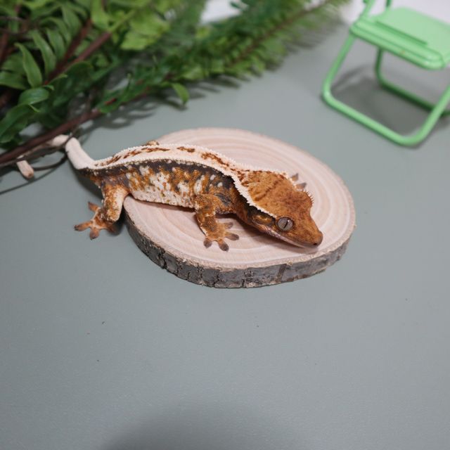 노멀 트라이 익스트림할리퀸