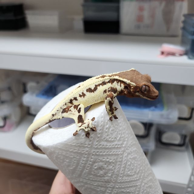 프라푸치노