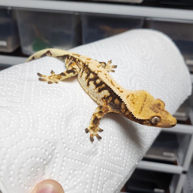 노멀 트라이 익스트림할리퀸