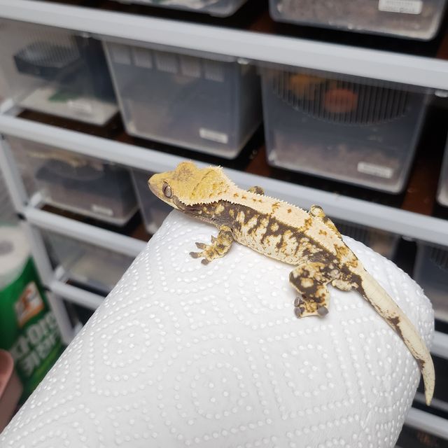 노멀 트라이 익스트림할리퀸 바브