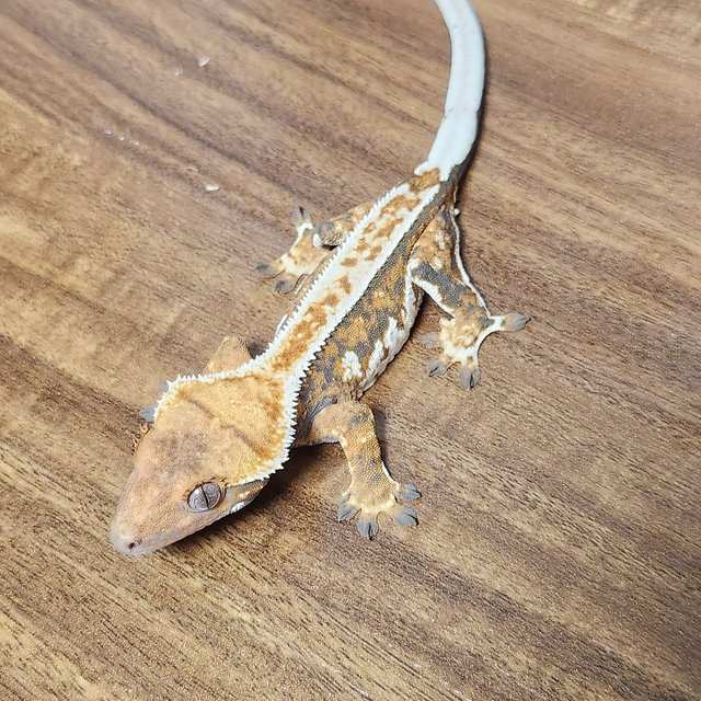 노멀 트라이 익스트림할리퀸 바브