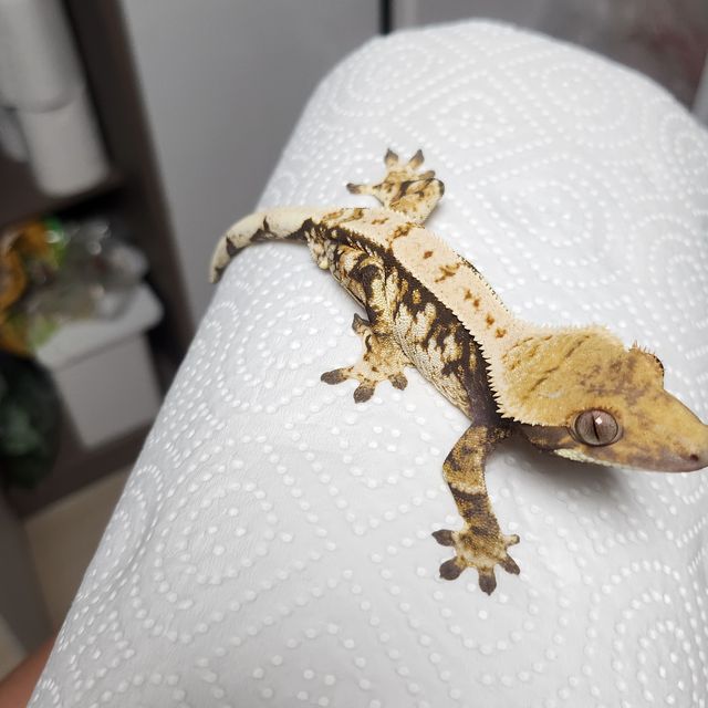 노멀 트라이 익스트림할리퀸 바브