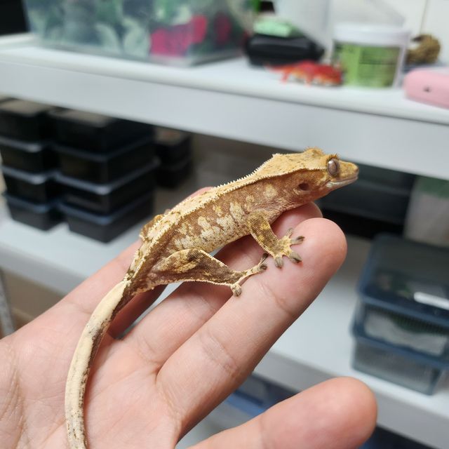 노멀 트라이