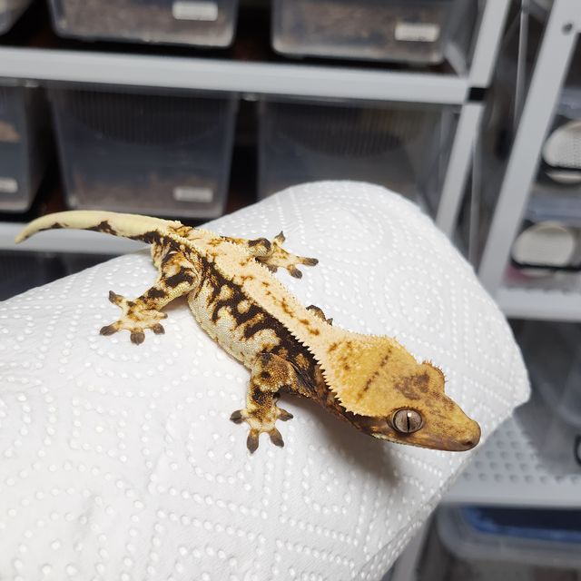 노멀 트라이 익스트림할리퀸