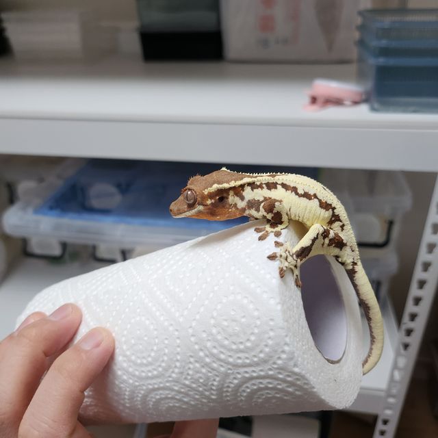 프라푸치노