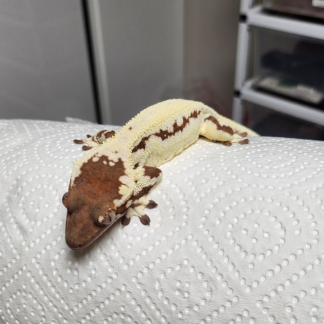 프라푸치노 카푸치노 릴리화이트