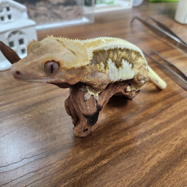 릴리화이트 트라이