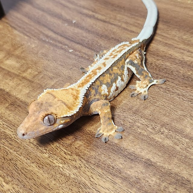 노멀 트라이 익스트림할리퀸 바브