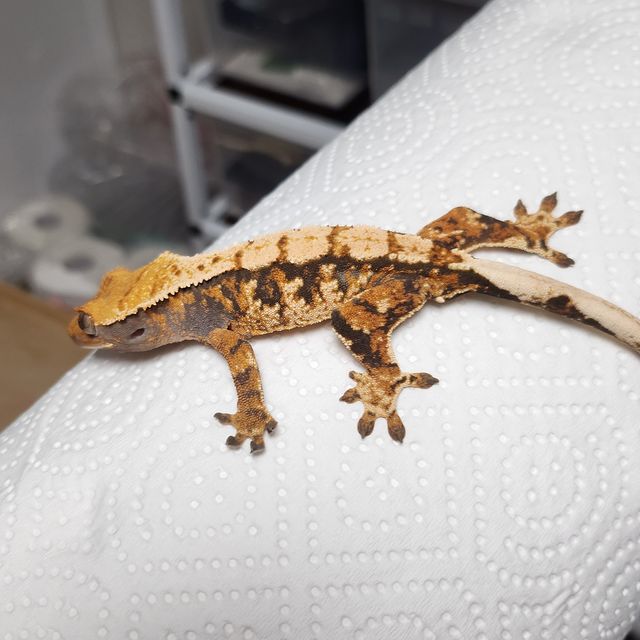 노멀 트라이 익스트림할리퀸 바브