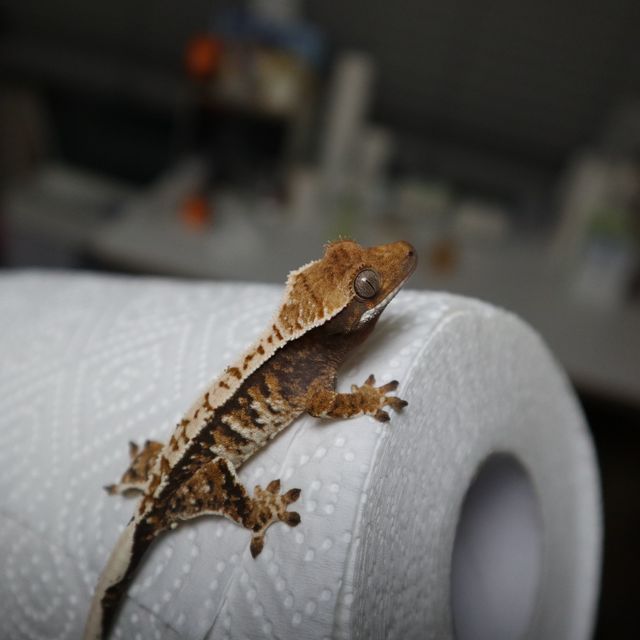 노멀 트라이 익스트림할리퀸 바브