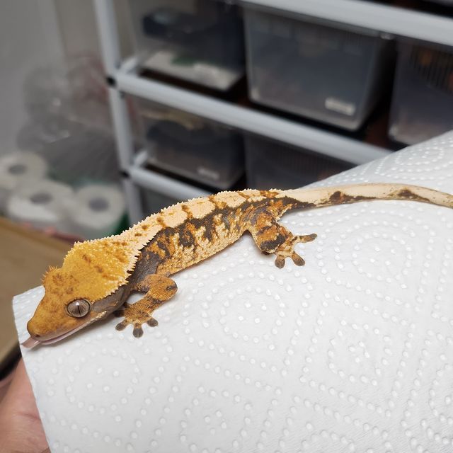 노멀 트라이 익스트림할리퀸 바브