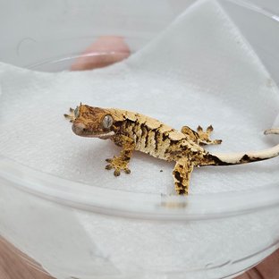 노멀 트라이 익스트림할리퀸