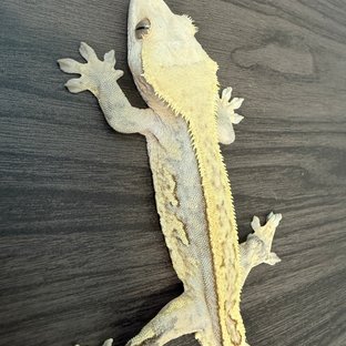 노멀 핀스트라이프
