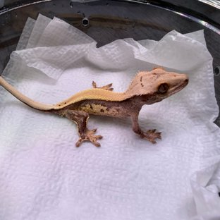 노멀 솔리드백 풀핀