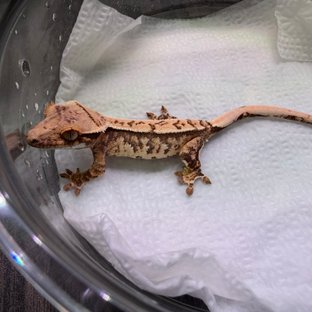 노멀 트라이 익스트림할리퀸 화이트