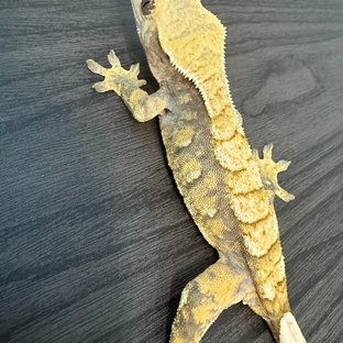 노멀