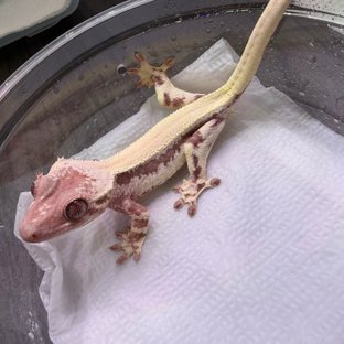 릴리 세이블 솔리드백