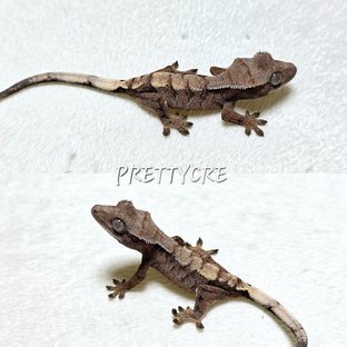 세이블