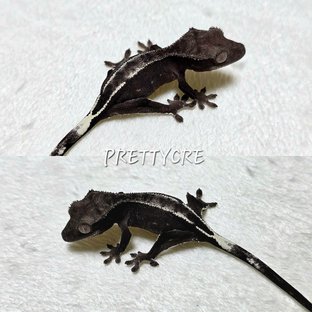 아잔틱