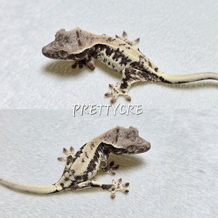 프라푸치노