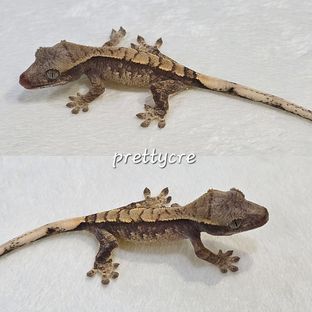 노멀 트라이