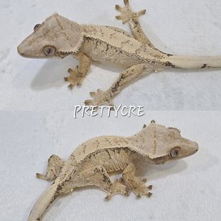 노멀 트라이 드리피 화이트스팟