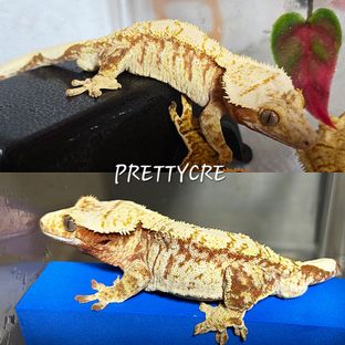 노멀 트라이 레드 드리피 화이트스팟
