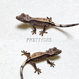 세이블 풀핀