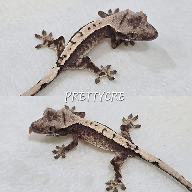 카푸치노 화이트