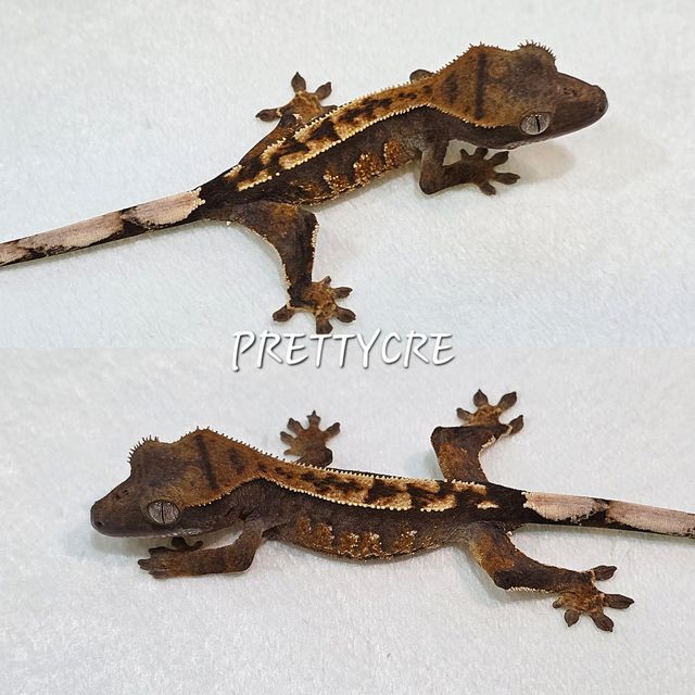 노멀 다크 텐저린 트라이