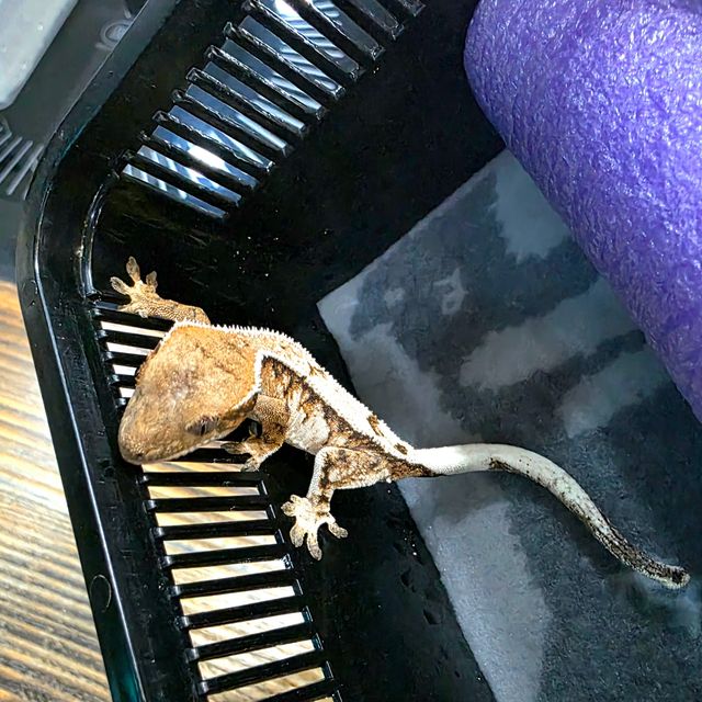 세이블 텐저린 화이트핀