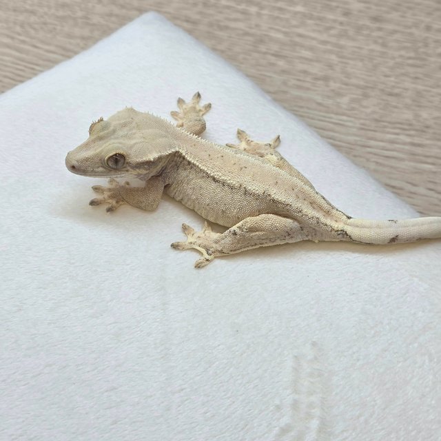 노멀 솔리드백 화이트스팟 화이트