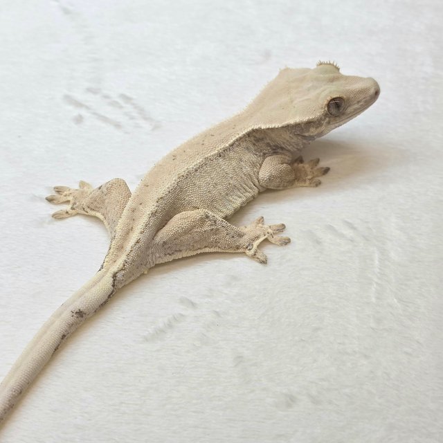 노멀 솔리드백 화이트스팟 화이트