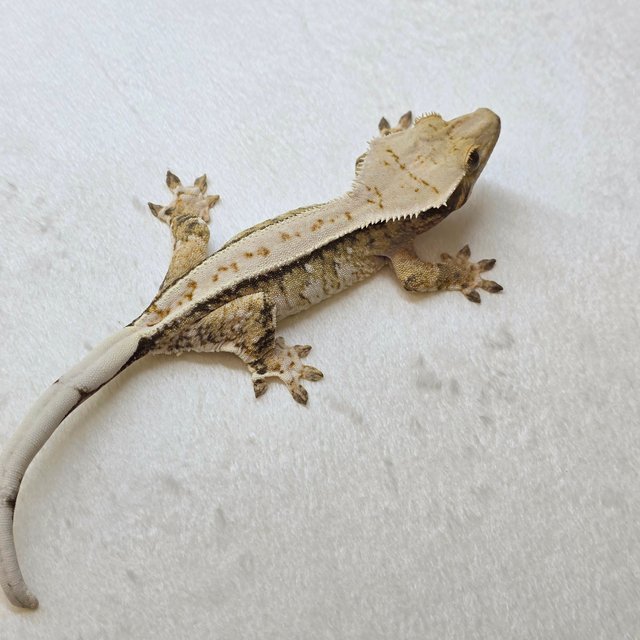 노멀 쿼드 풀핀 화이트핀 화이트크라운 화이트스팟