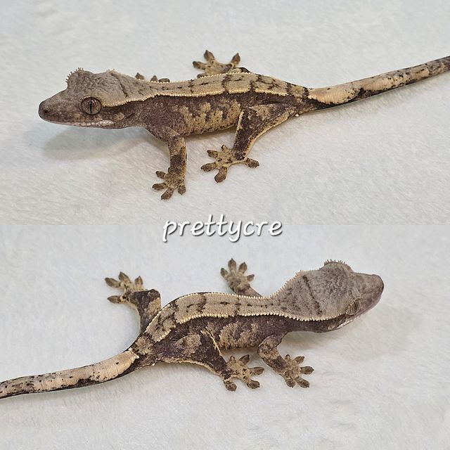 노멀 트라이 화이트스팟