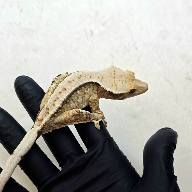 노멀 쿼드 풀핀 화이트핀 화이트크라운 화이트스팟