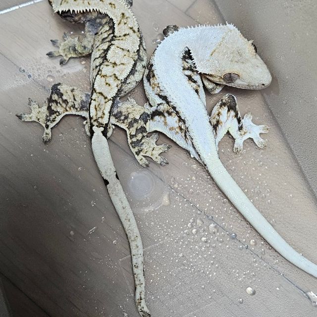 릴리화이트 풀핀 솔리드백 드리피 화이트핀 트라이