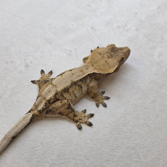 노멀 트라이 드리피 화이트스팟 텐저린