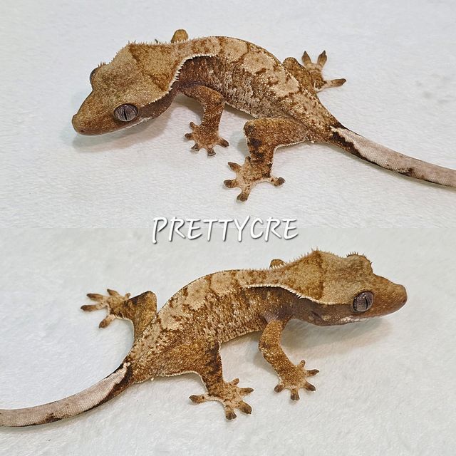 노멀 드리피 화이트스팟