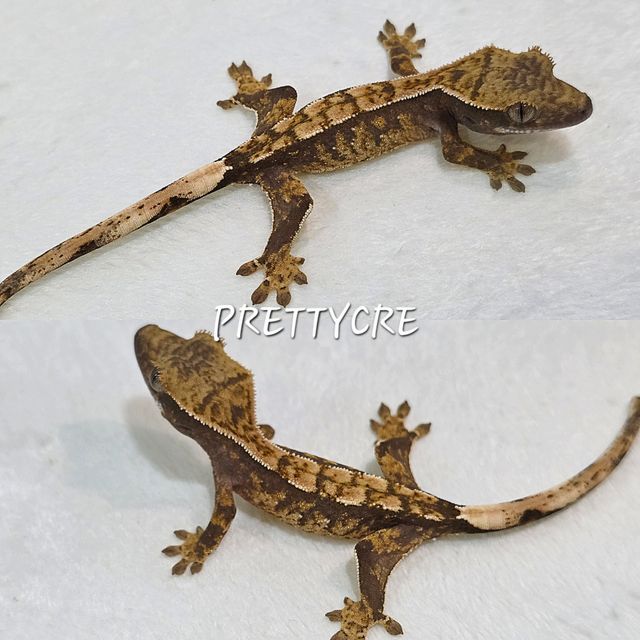 노멀 화이트스팟 트라이