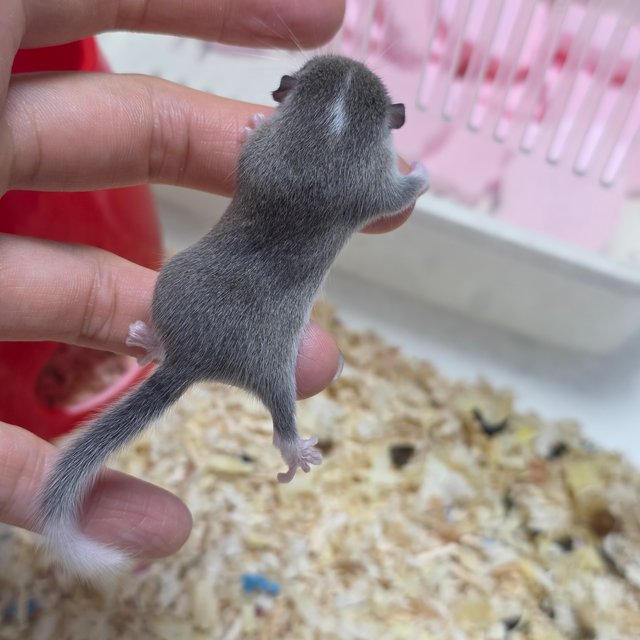 링테일 헤드스팟