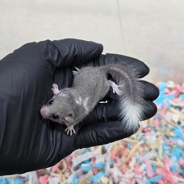 블랙 버크셔 헤드스팟 링테일