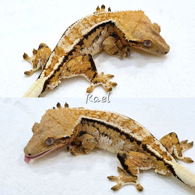 노멀 트라이 텐저린 쿼드